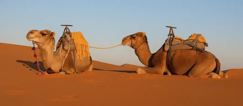 Morocco Desert Tour 6 Days from Casablanca to Marrakech