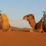 Morocco Desert Tour 6 Days from Casablanca to Marrakech